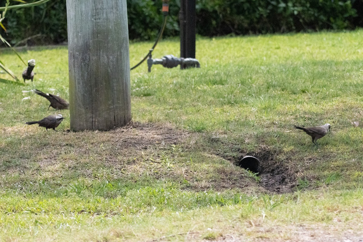 Gray-crowned Babbler - ML646731862