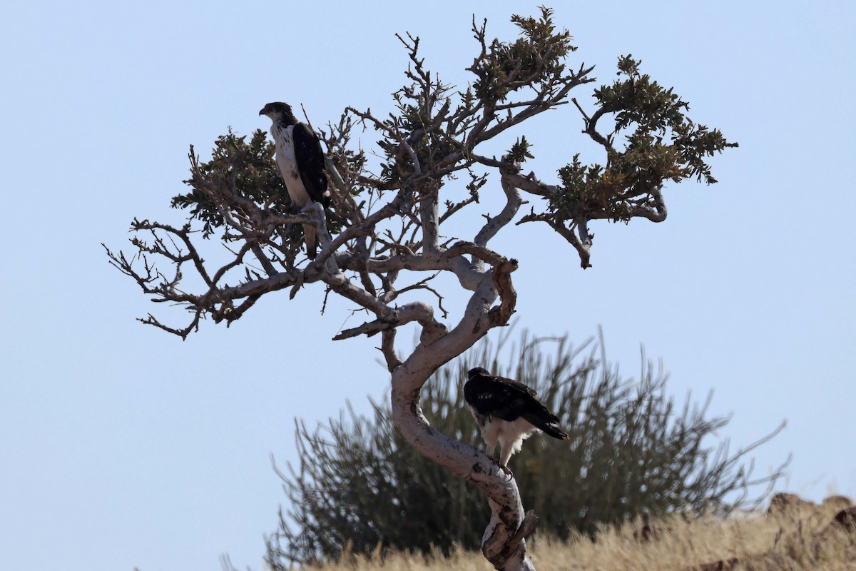 African Hawk-Eagle - ML646731863