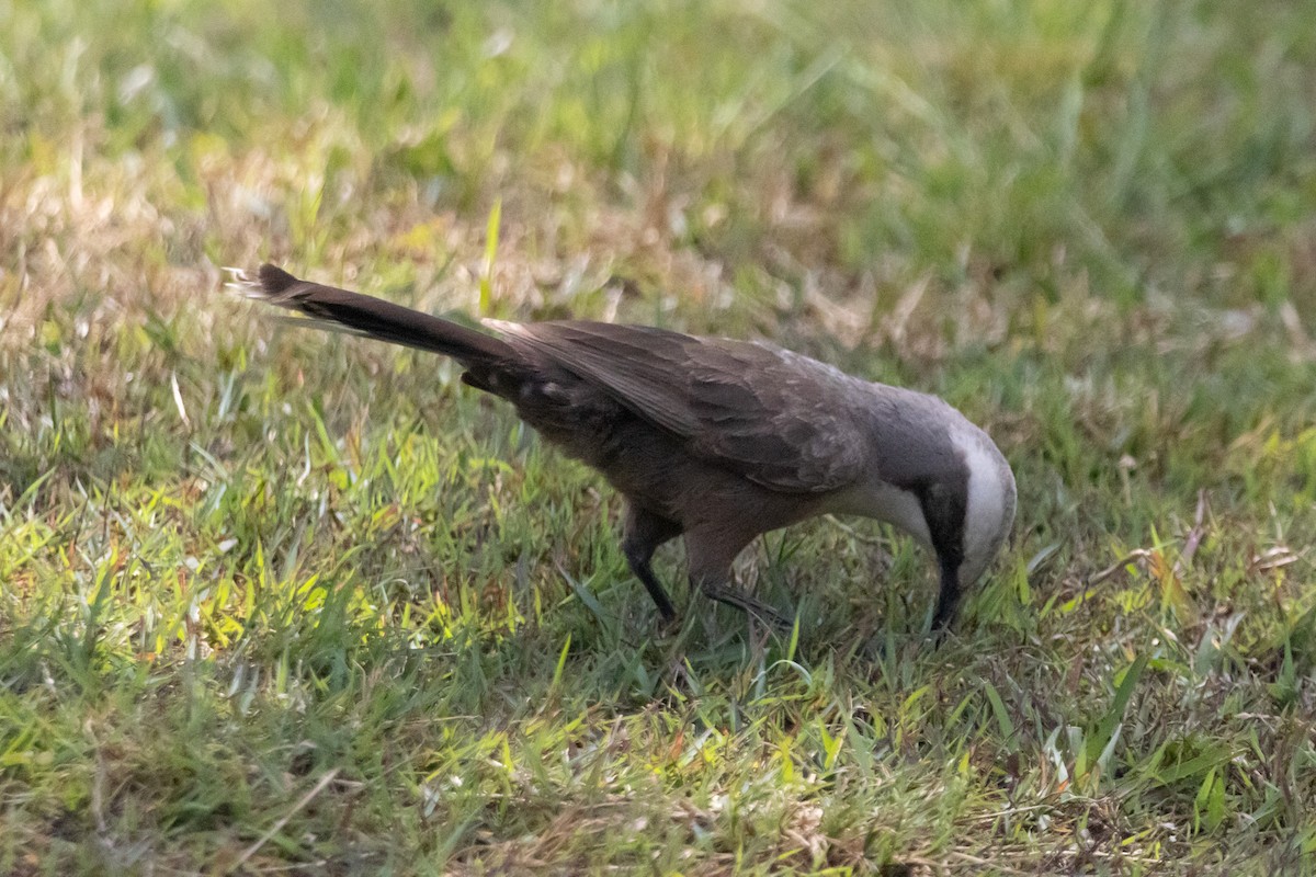 Gray-crowned Babbler - ML646731864