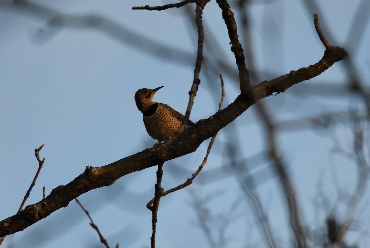 Carpintero Escapulario (Dorado) - ML646731865