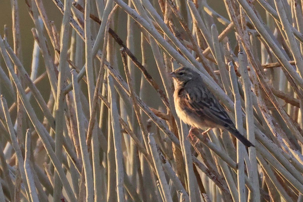 Lark-like Bunting - ML646731866