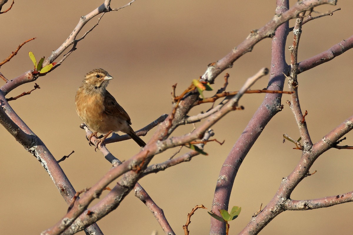 Lark-like Bunting - ML646731867