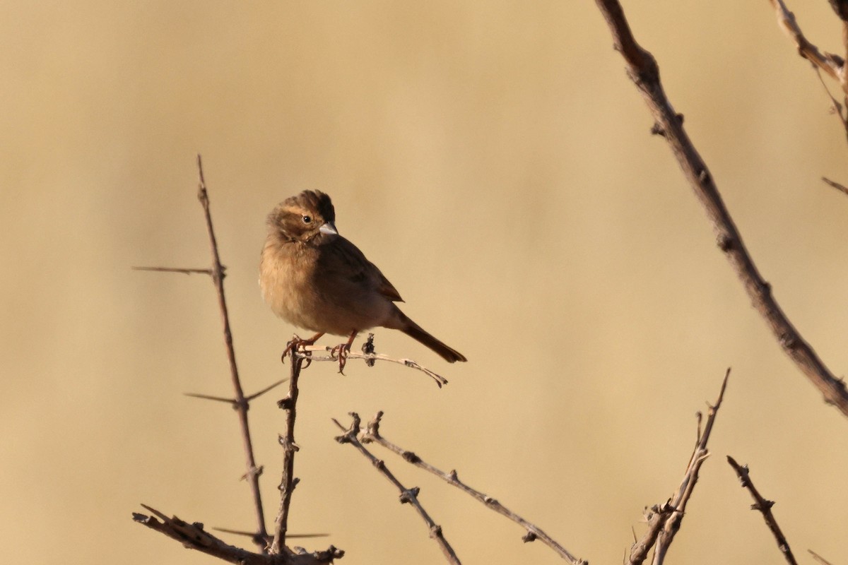 Lark-like Bunting - ML646731868