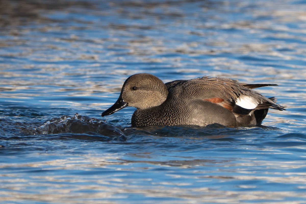 Gadwall - ML646731869