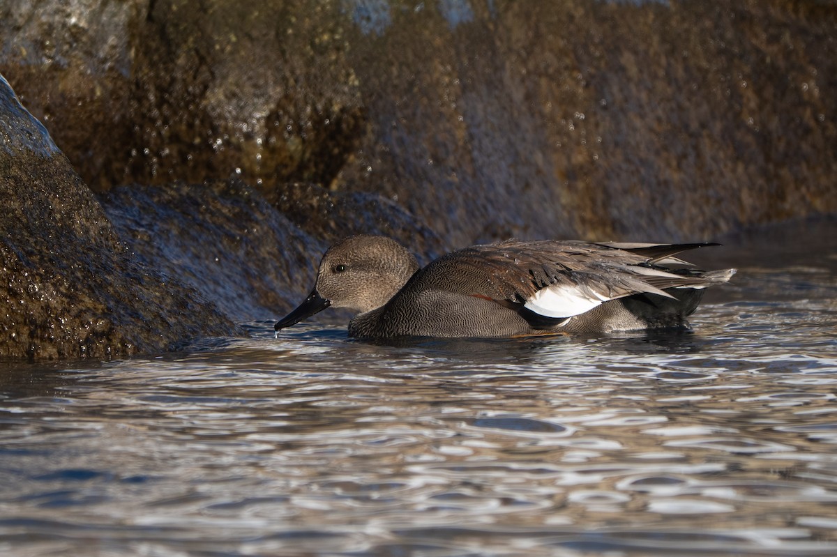Gadwall - ML646731870