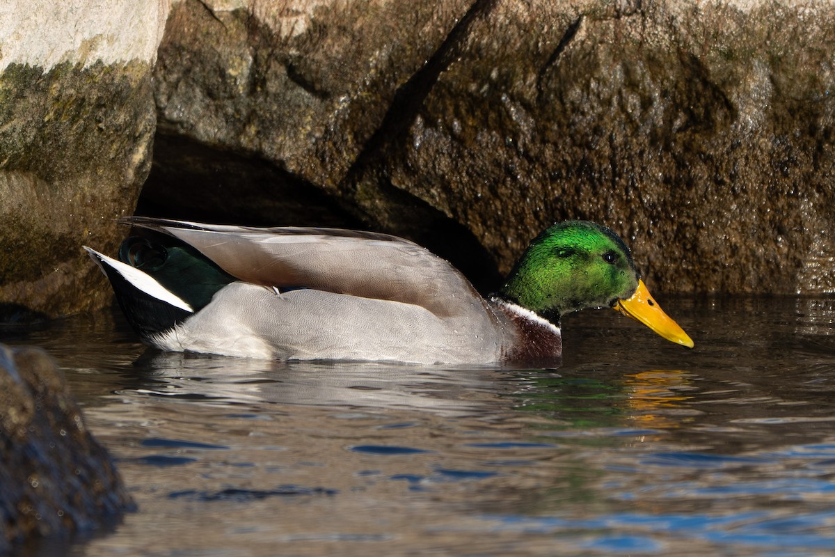 Mallard - ML646731871