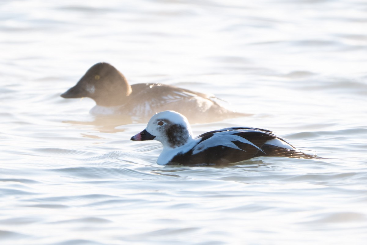 Long-tailed Duck - ML646731872