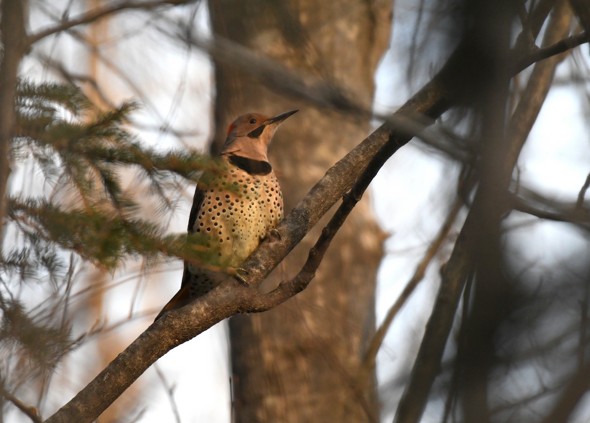 Carpintero Escapulario (Dorado) - ML646731873