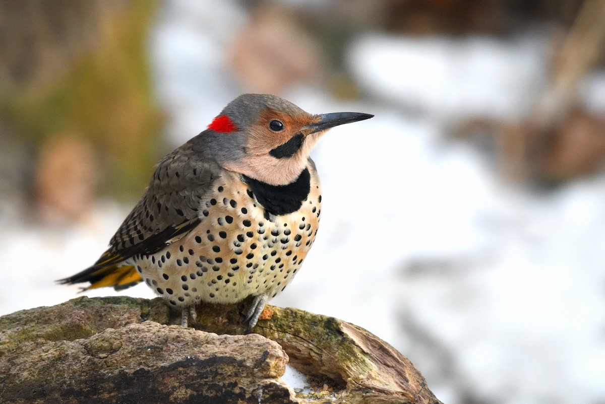 Carpintero Escapulario (Dorado) - ML646731874