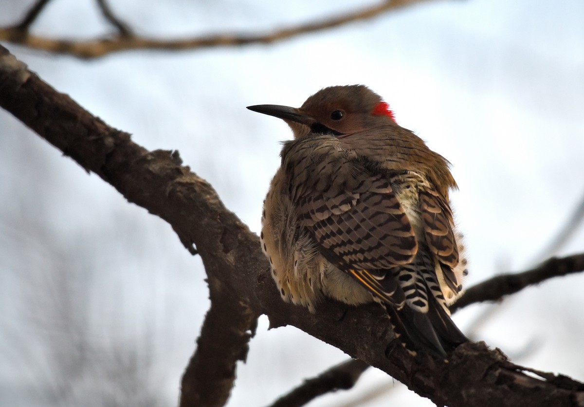 Carpintero Escapulario (Dorado) - ML646731875