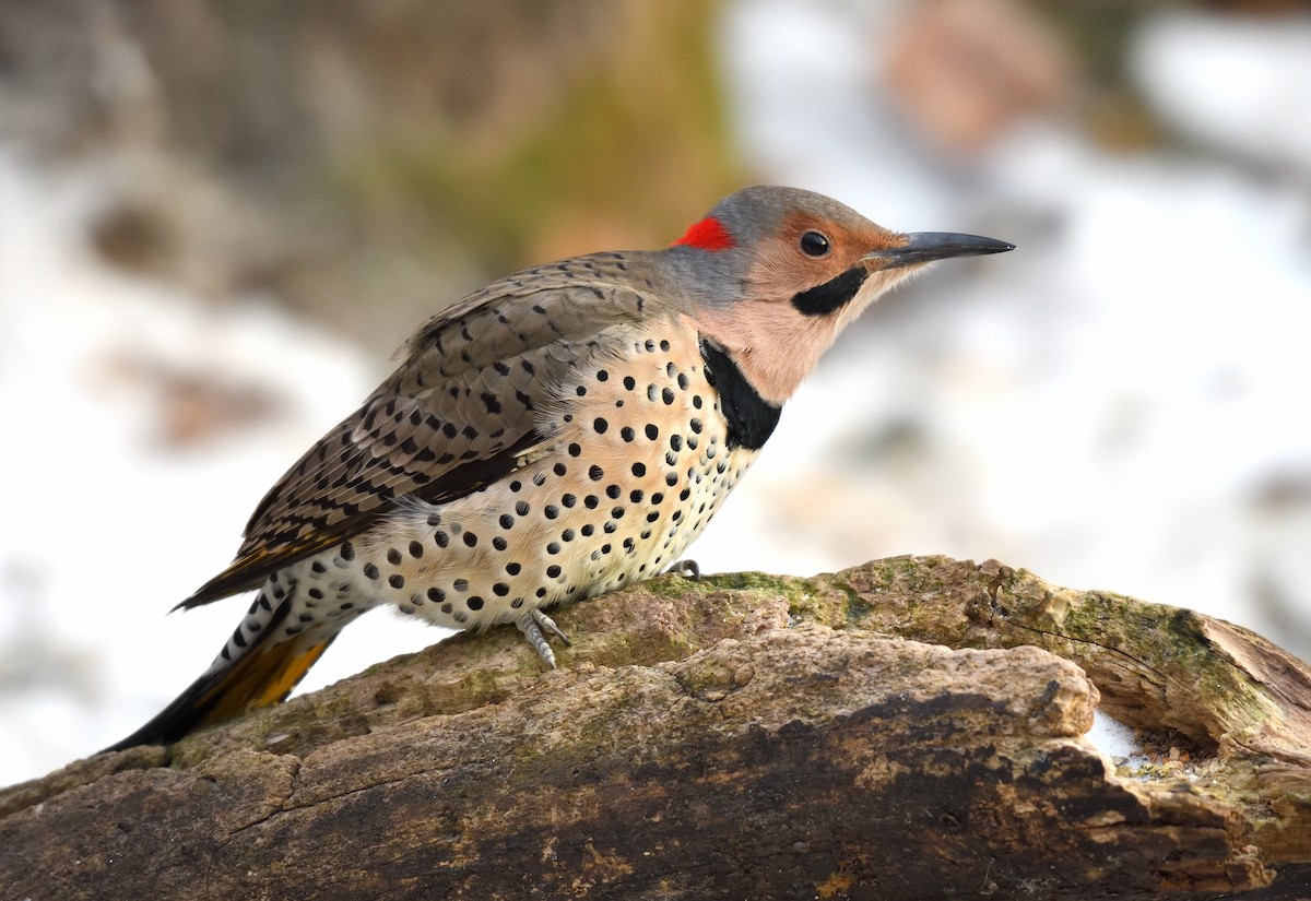 Carpintero Escapulario (Dorado) - ML646731876