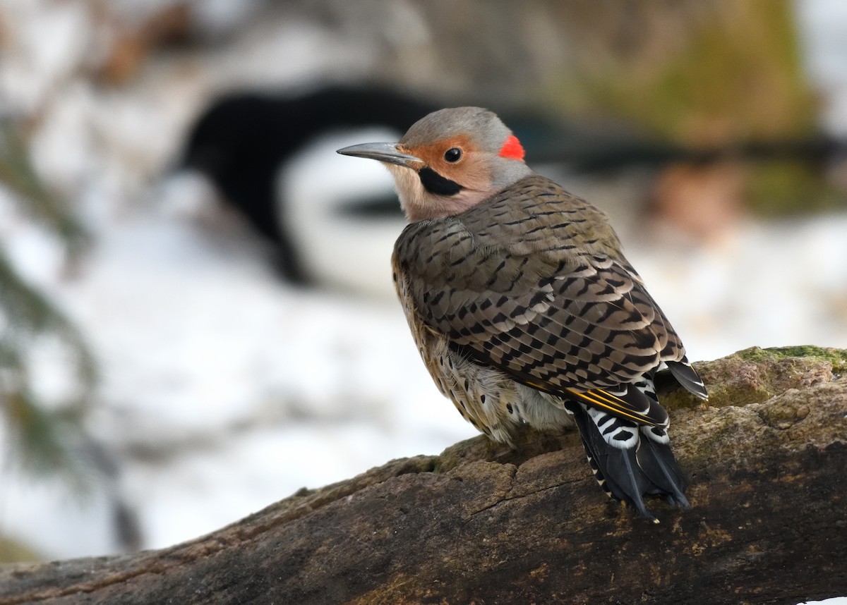 Carpintero Escapulario (Dorado) - ML646731877