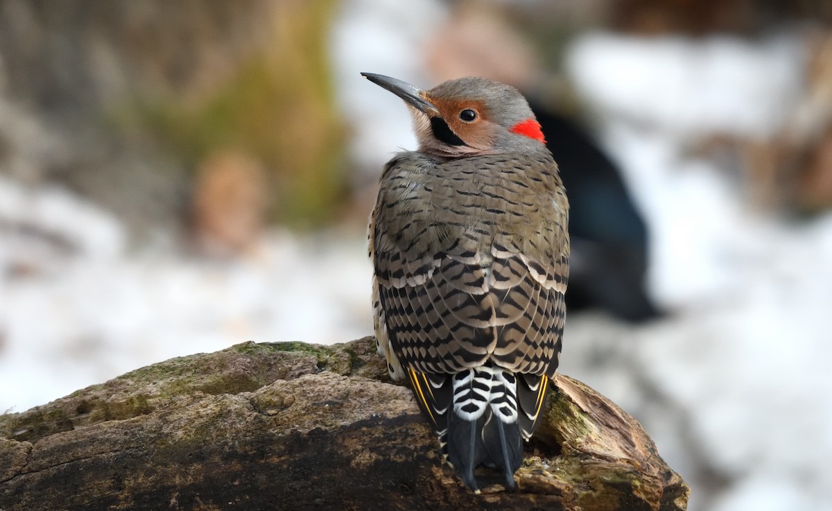 Carpintero Escapulario (Dorado) - ML646731878