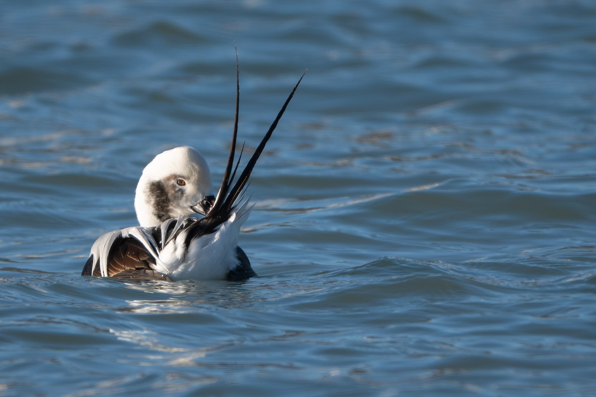 Long-tailed Duck - ML646731879