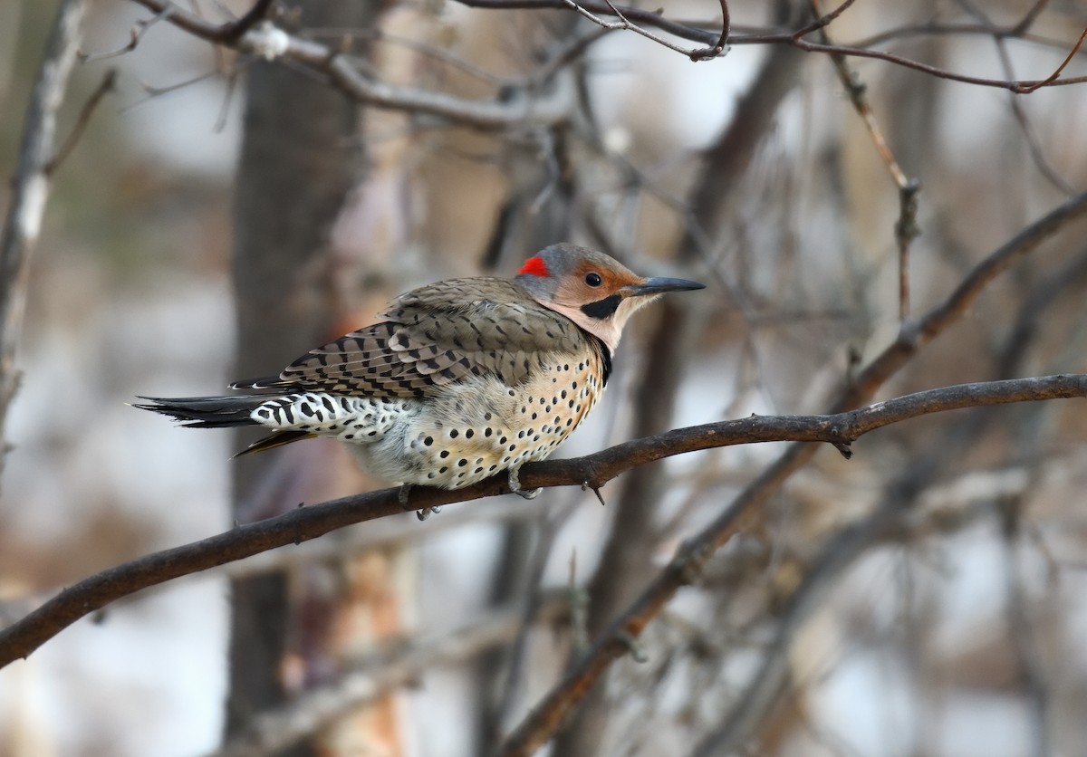 Carpintero Escapulario (Dorado) - ML646731880