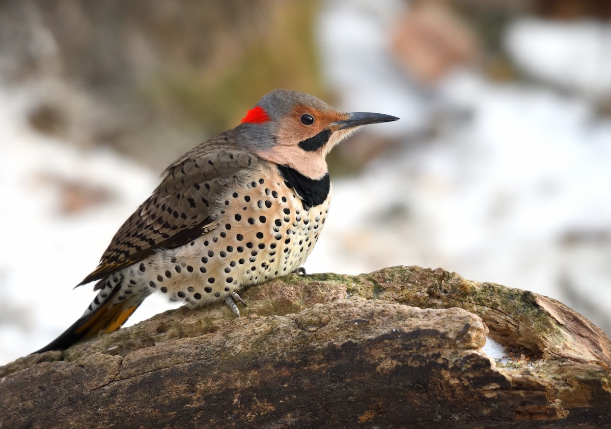 Carpintero Escapulario (Dorado) - ML646731881