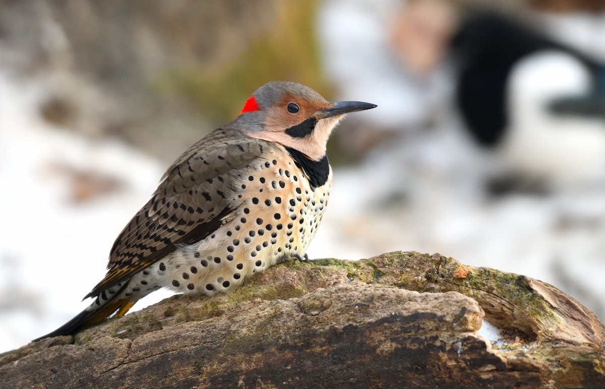 Carpintero Escapulario (Dorado) - ML646731882