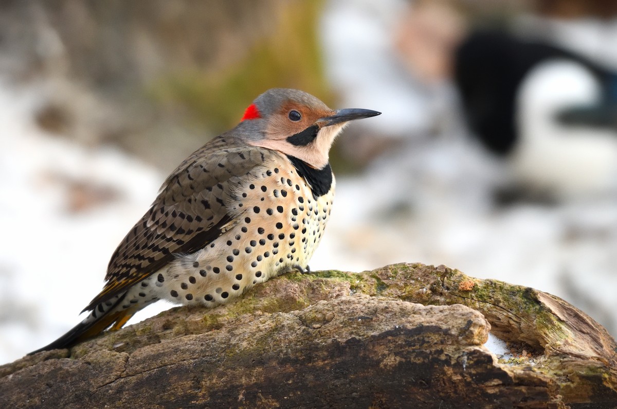 Carpintero Escapulario (Dorado) - ML646731883