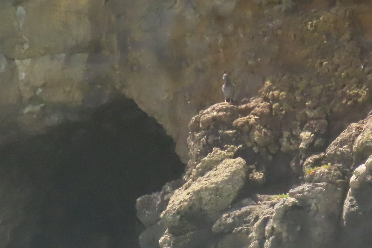 Rock Pigeon (Feral Pigeon) - ML646731884