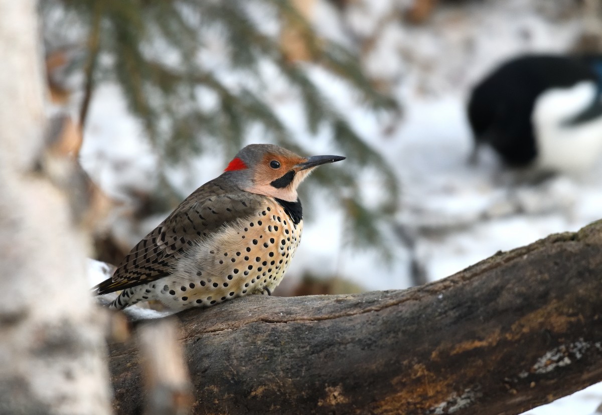 Carpintero Escapulario (Dorado) - ML646731885