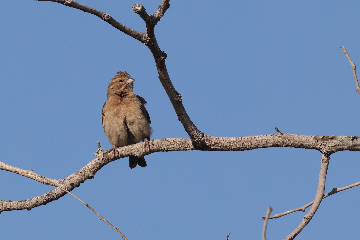 Lark-like Bunting - ML646731886