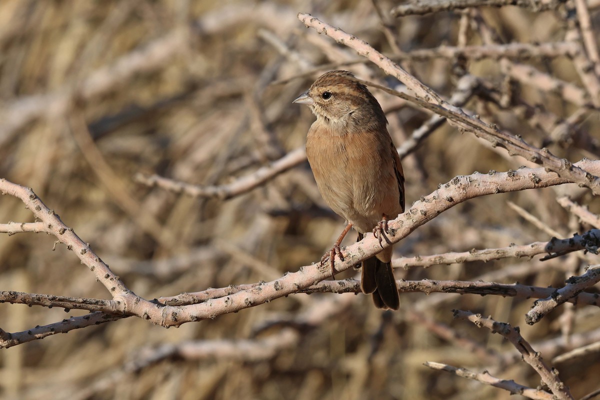 Lark-like Bunting - ML646731887