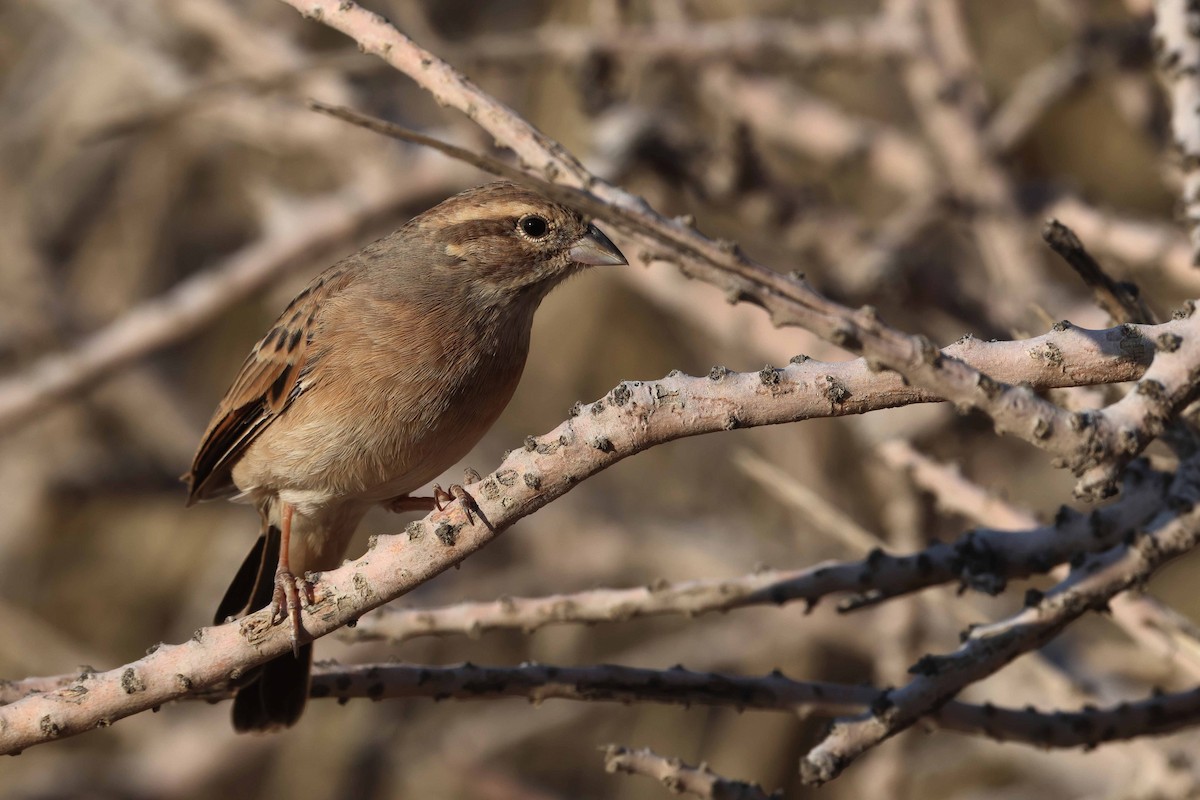 Lark-like Bunting - ML646731888