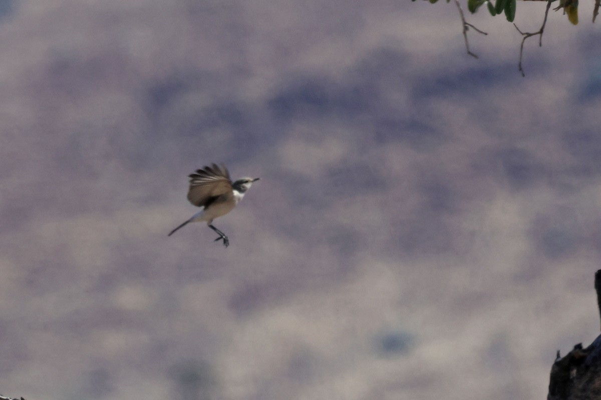 Karoo Chat - ML646731889