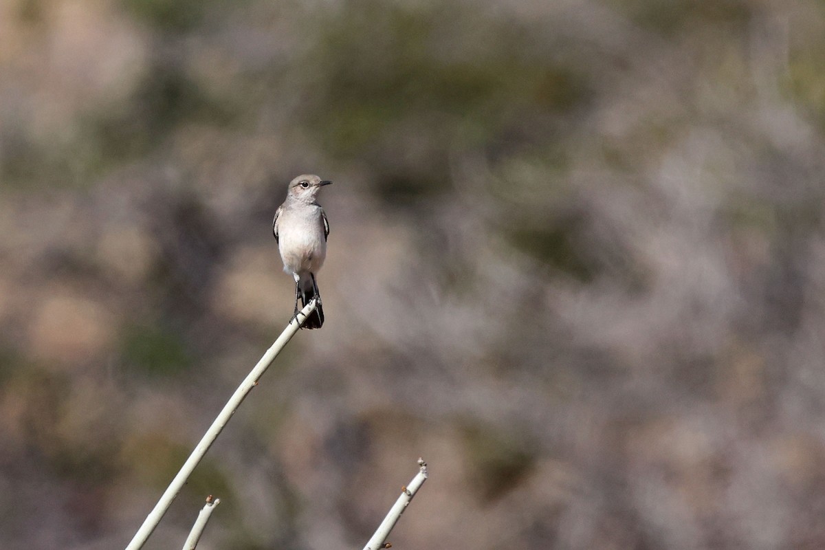 Karoo Chat - ML646731890