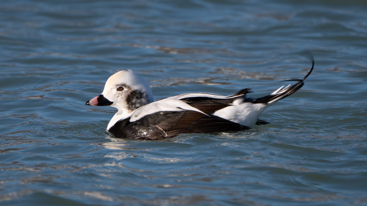 Long-tailed Duck - ML646731891