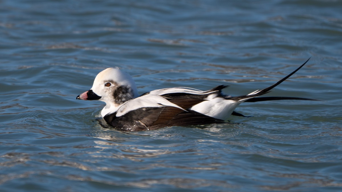 Long-tailed Duck - ML646731892
