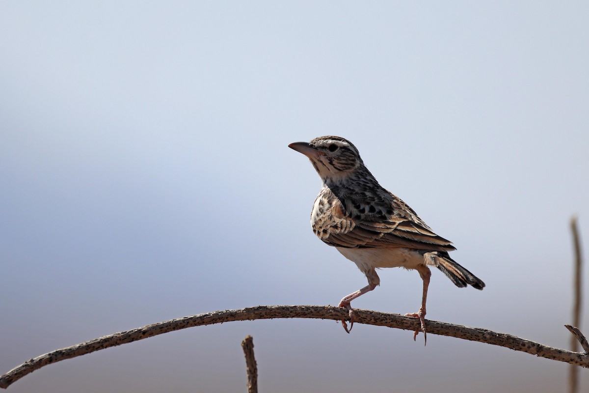 Sabota Lark - ML646731895