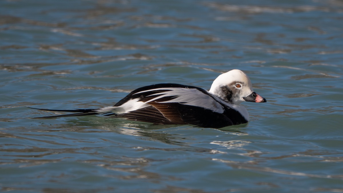 Long-tailed Duck - ML646731896
