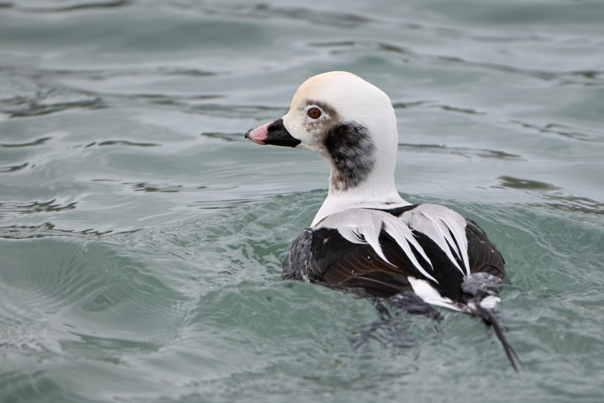 Long-tailed Duck - ML646731897