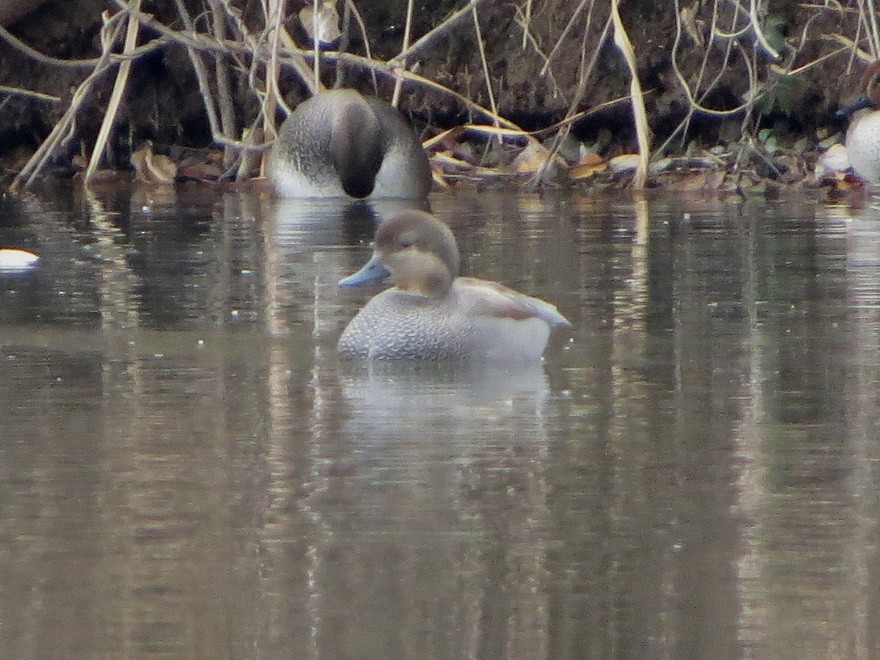 赤膀鴨 - ML646731899