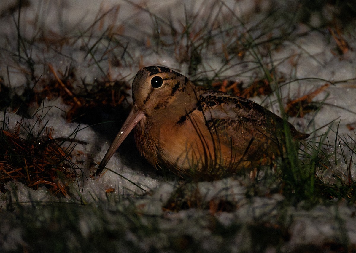 American Woodcock - ML646731901