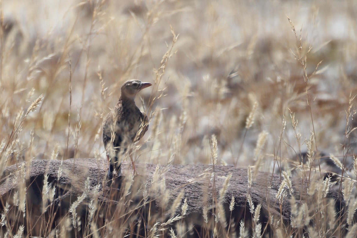 Stark's Lark - ML646731903