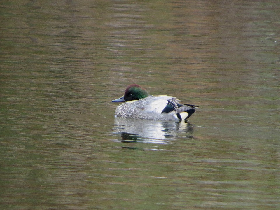 羅文鴨 - ML646731904