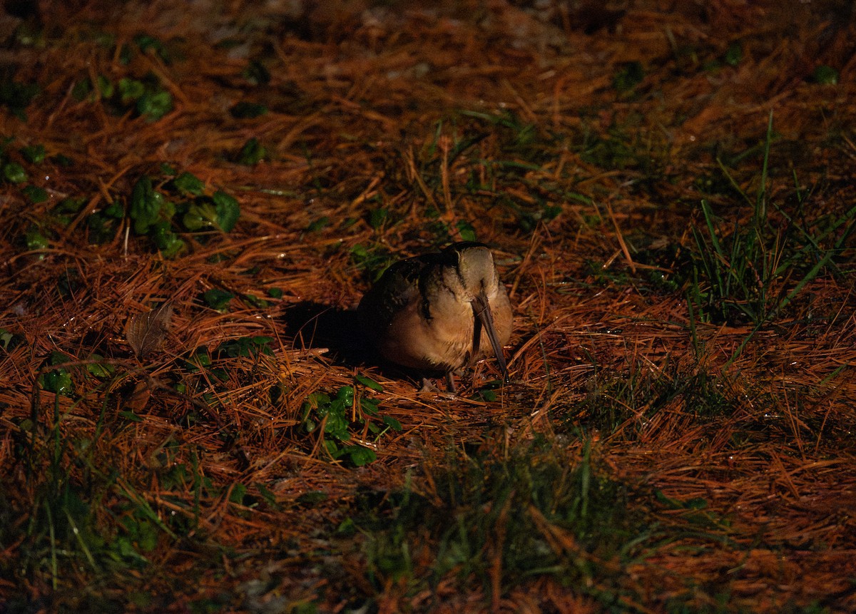 American Woodcock - ML646731905