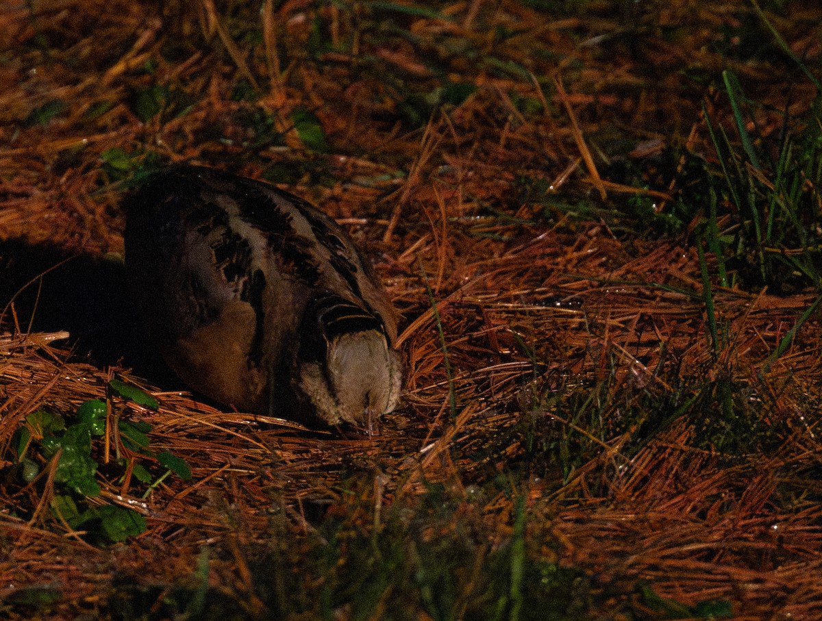 American Woodcock - ML646731906