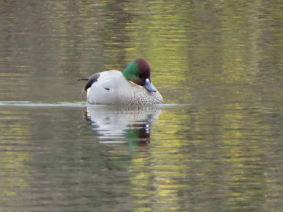 羅文鴨 - ML646731907