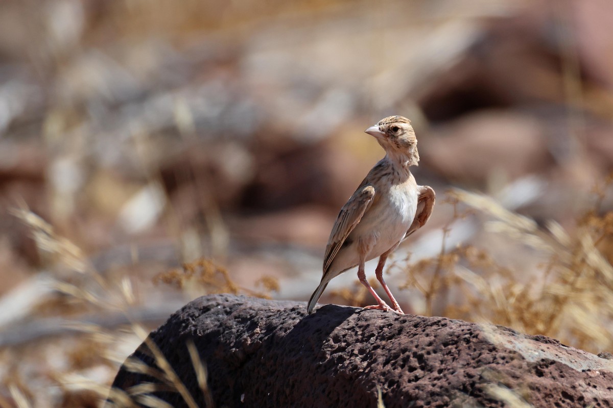 Stark's Lark - ML646731908