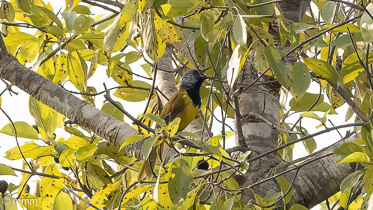 Oriole Warbler - ML646731909