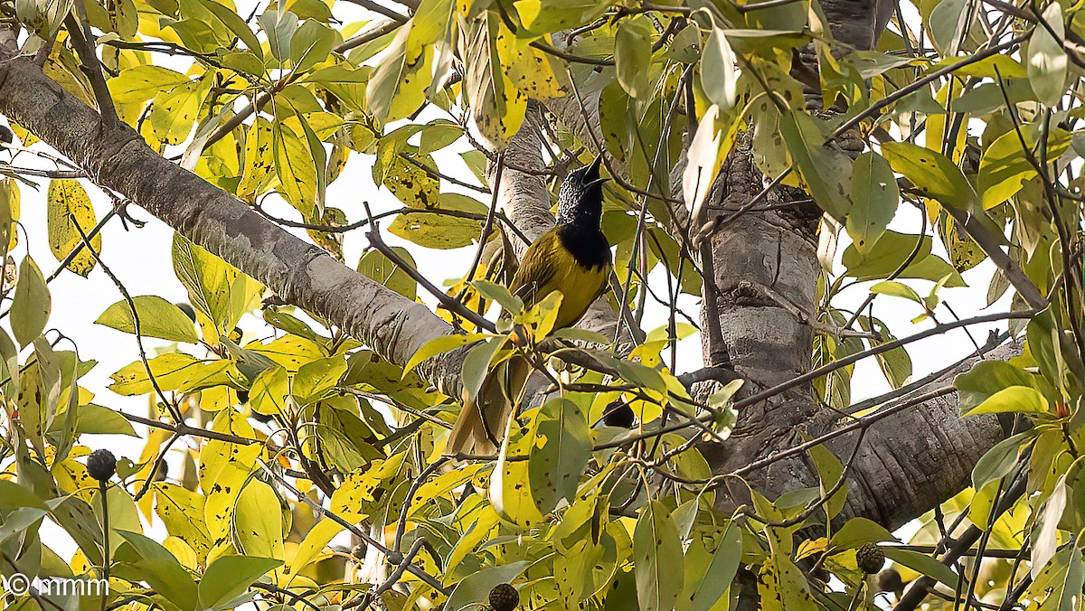 Oriole Warbler - ML646731910