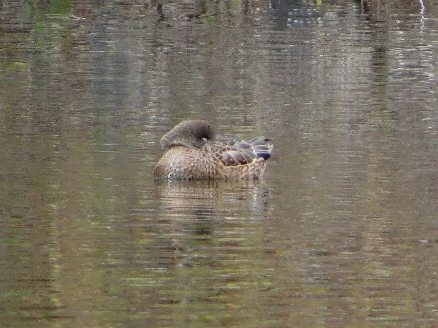 羅文鴨 - ML646731911