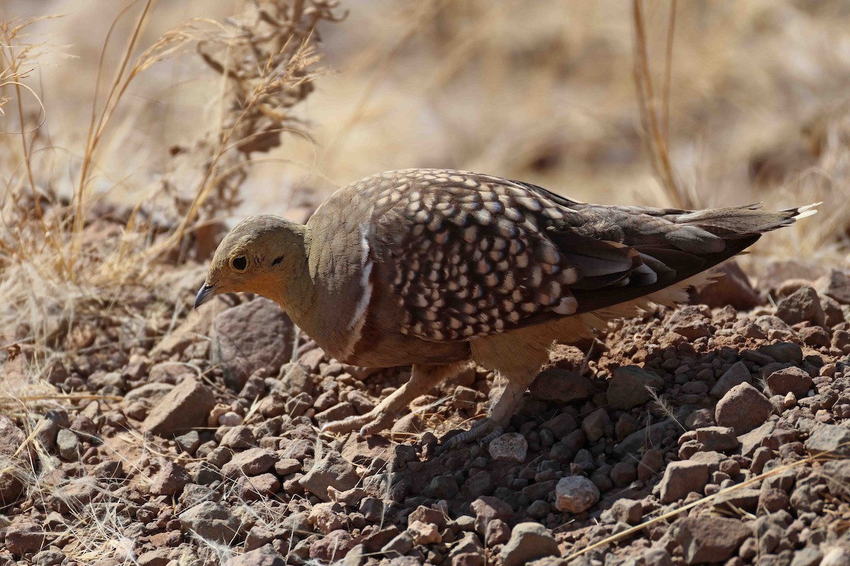 Namaqua ganga - ML646731912
