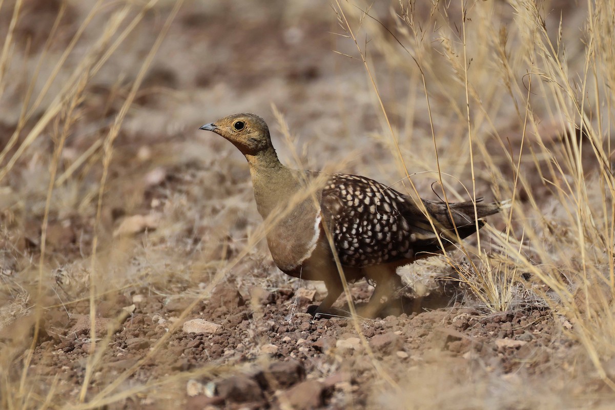 Namaqua ganga - ML646731913