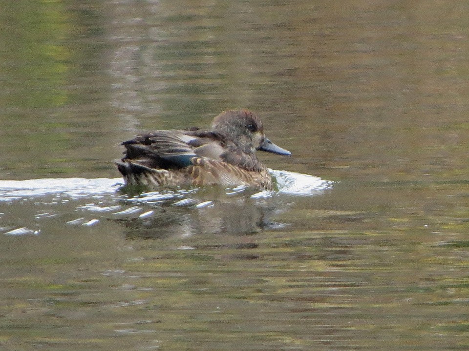 羅文鴨 - ML646731914