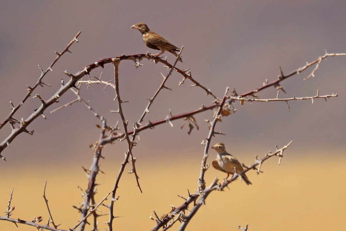 Stark's Lark - ML646731915