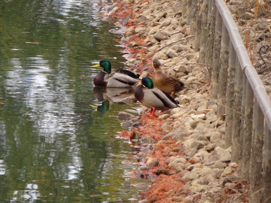 綠頭鴨 - ML646731916